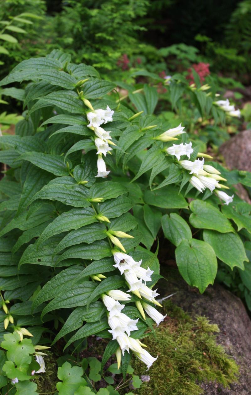 Gentiana Asclepiadea Alba -горска тинтява бяла (1623)